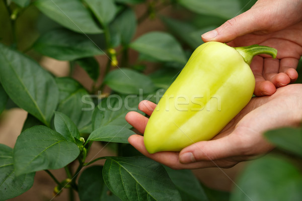 Oogst vrouwelijke handen bel Stockfoto © maxsol7