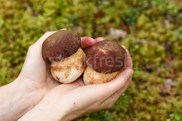 Kéz tart női kezek kettő tinóru gomba Stock fotó © maxsol7