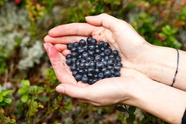 Handful of bilberries Stock photo © maxsol7