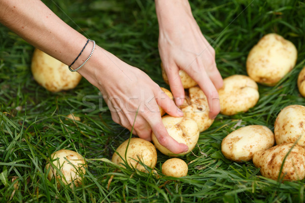 De pomme de terre récolte Homme mains pommes de terre herbe [[stock_photo]] © maxsol7