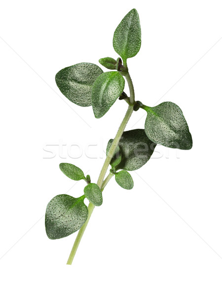 Stock photo: Thyme with clipping paths