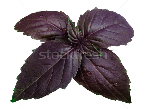 Foto stock: Roxo · manjericão · isolado · branco · fresco · folhas