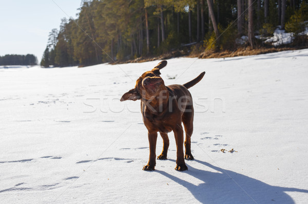 Stock photo: Dog shake its head