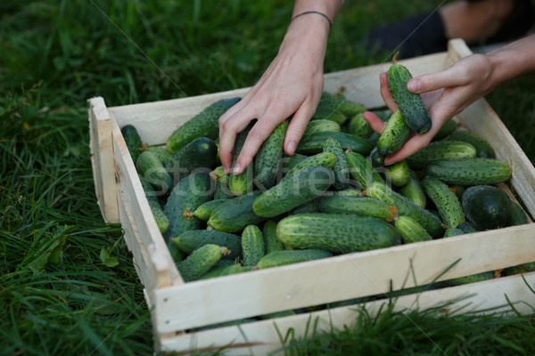 Cucumbers harvest Stock photo © maxsol7