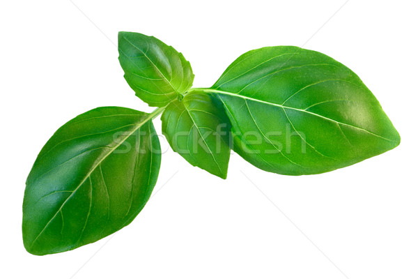 Foto stock: Albahaca · aislado · blanco · frescos · verde · orgánico