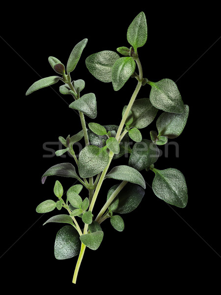Thyme with clipping paths Stock photo © maxsol7