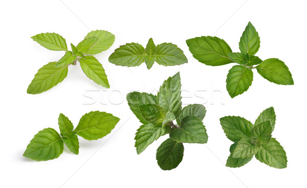 Mint leaves collection Stock photo © maxsol7