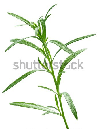 Fresh tarragon (Artemisia Dracunculus) Stock photo © maxsol7