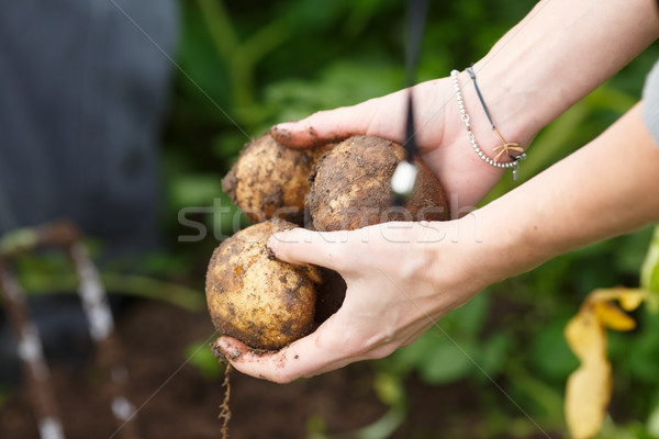 Foto stock: Batata · colheita · feminino · mãos · batatas