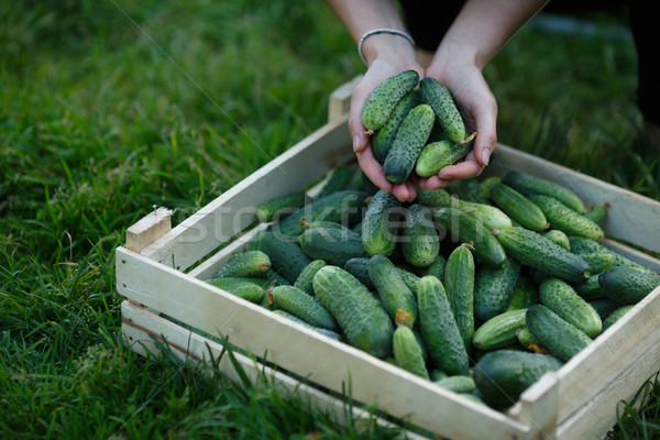 Cucumbers harvest Stock photo © maxsol7