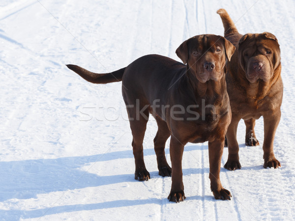 Kahverengi köpekler çift ayakta kar kış Stok fotoğraf © maxsol7