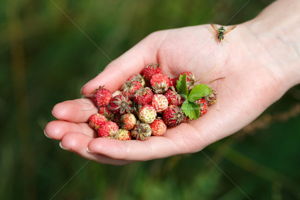 Handful of wildberries Stock photo © maxsol7