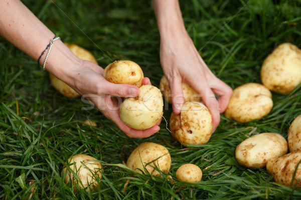 Kartoffel Ernte weiblichen Hände Kartoffeln Gras Stock foto © maxsol7