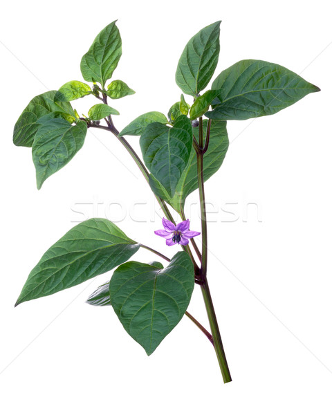 Flowering Bolivian Rainbow pepper Stock photo © maxsol7