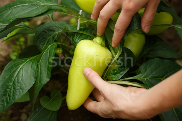 Paprika aratás női kezek gyűlés harang Stock fotó © maxsol7