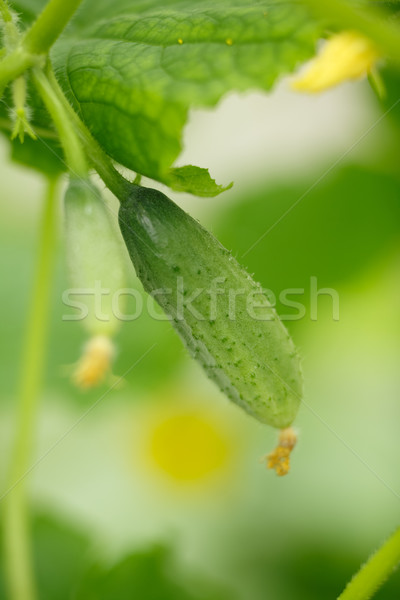 Tiny cucumber Stock photo © maxsol7