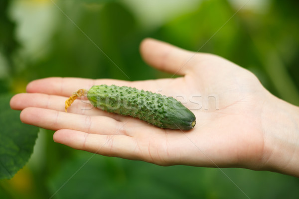 Pici uborka női kezek tart tiszta Stock fotó © maxsol7