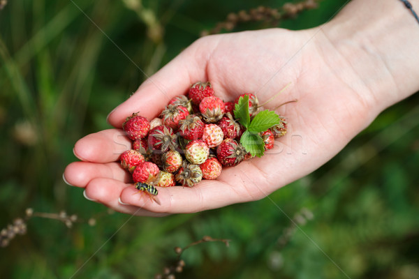Handful of wildberries Stock photo © maxsol7
