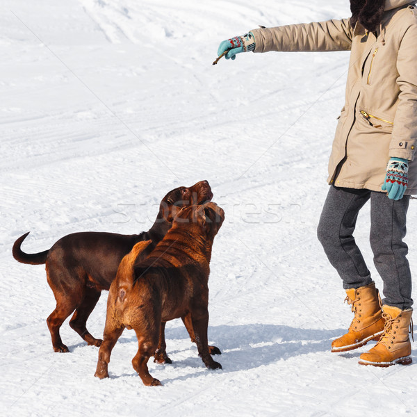 Honden opleiding vrouw paar sneeuw koud Stockfoto © maxsol7