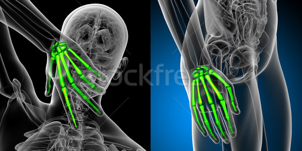 Stock photo: 3d rendering medical illustration of the hand bone