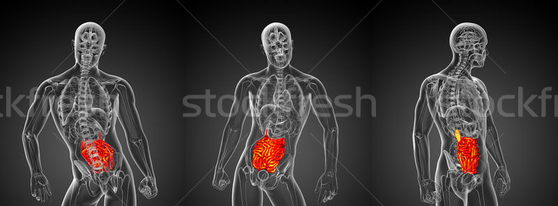 3d rendering illustration of the male small intestine Stock photo © maya2008