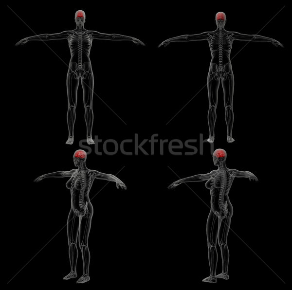 Stockfoto: 3D · medische · illustratie · hersenen · abstract