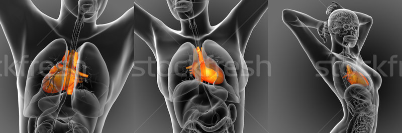 3d rendering medical illustration of the human heart  Stock photo © maya2008