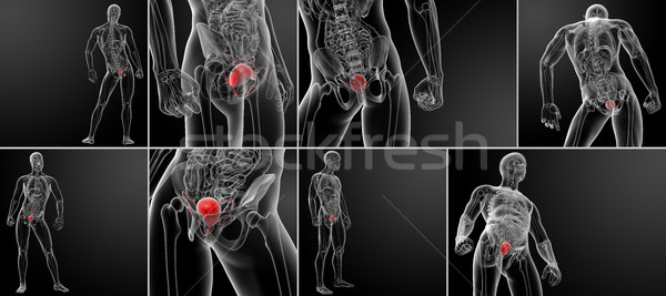 Stockfoto: 3D · blaas · anatomie · medische · gezondheid