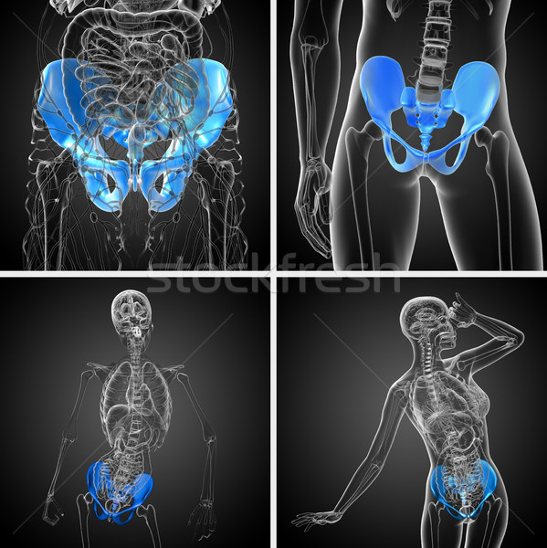 3D rendering medical illustration of the pelvis bone Stock photo © maya2008