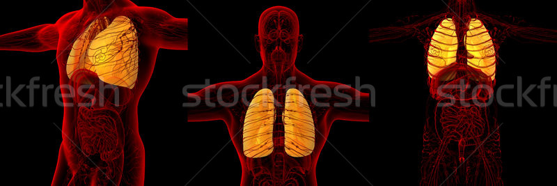 3D renderelt kép orvosi illusztráció emberi tüdő Stock fotó © maya2008