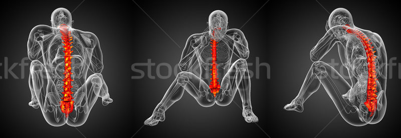 3d rendering medical illustration of the human spine  Stock photo © maya2008