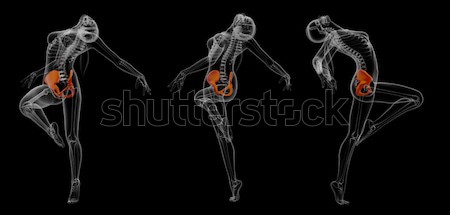 Medical ilustrare muscular nud om natură Imagine de stoc © maya2008