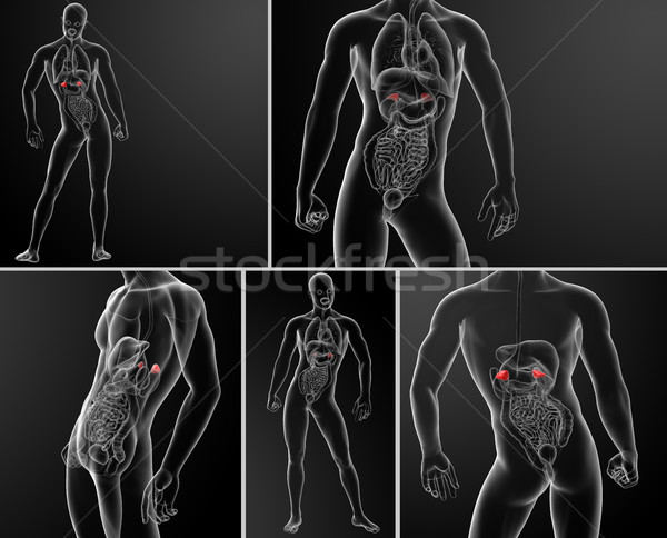 3d rendering illustration of adrenal anatomy  Stock photo © maya2008