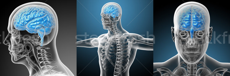 3d rendering medical illustration of the brain Stock photo © maya2008