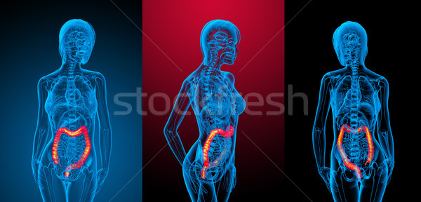 3d rendering medical illustration of the human larg intestine Stock photo © maya2008