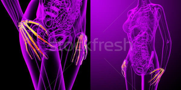 3D médico ilustração mão osso Foto stock © maya2008