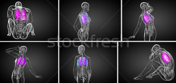 Stock photo: 3d rendering medical illustration of the human respiratory syste