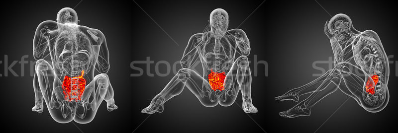 3d rendering illustration of the male small intestine  Stock photo © maya2008