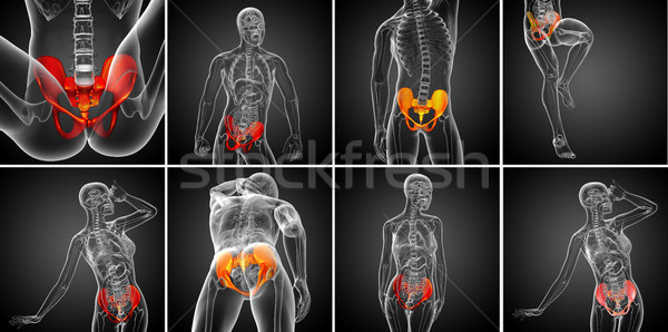 3D rendering medical illustration of the pelvis bone Stock photo © maya2008