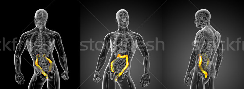 3D rendering illustration of the large intestine Stock photo © maya2008