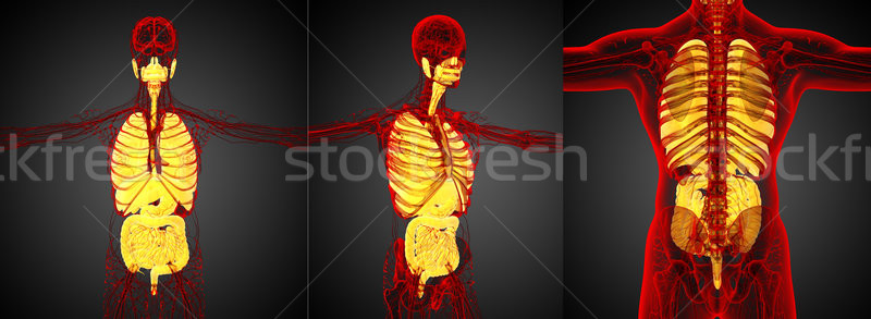 Stock fotó: 3D · renderelt · kép · orvosi · illusztráció · emberi · emésztőrendszer