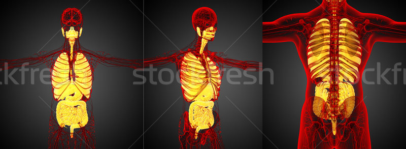 3D medycznych ilustracja ludzi układ trawienny Zdjęcia stock © maya2008