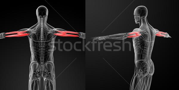 medical illustration of the Triceps Brachii Stock photo © maya2008