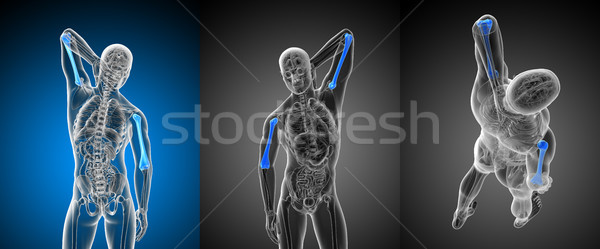 3d rendering medical illustration of the humerus bone Stock photo © maya2008