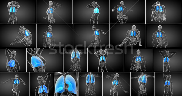 3D médicos ilustración humanos pulmón Foto stock © maya2008