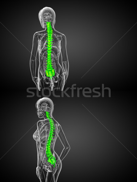 Stockfoto: 3D · medische · illustratie · menselijke · wervelkolom