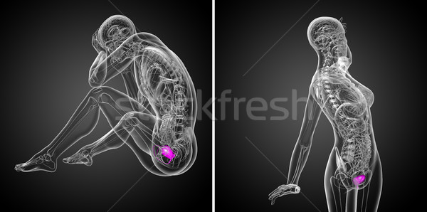 Stock photo: 3d rendering medical illustration of the bladder