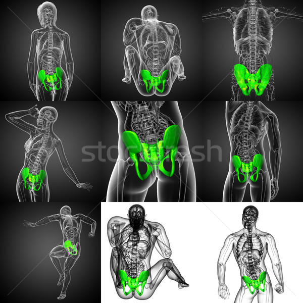 3D rendering medical illustration of the pelvis bone Stock photo © maya2008