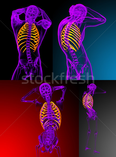 3d rendering medical illustration of the ribcage Stock photo © maya2008