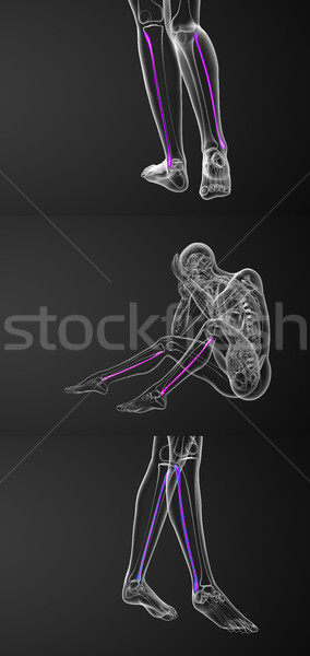 3d rendering medical illustration of the fibula bone  Stock photo © maya2008
